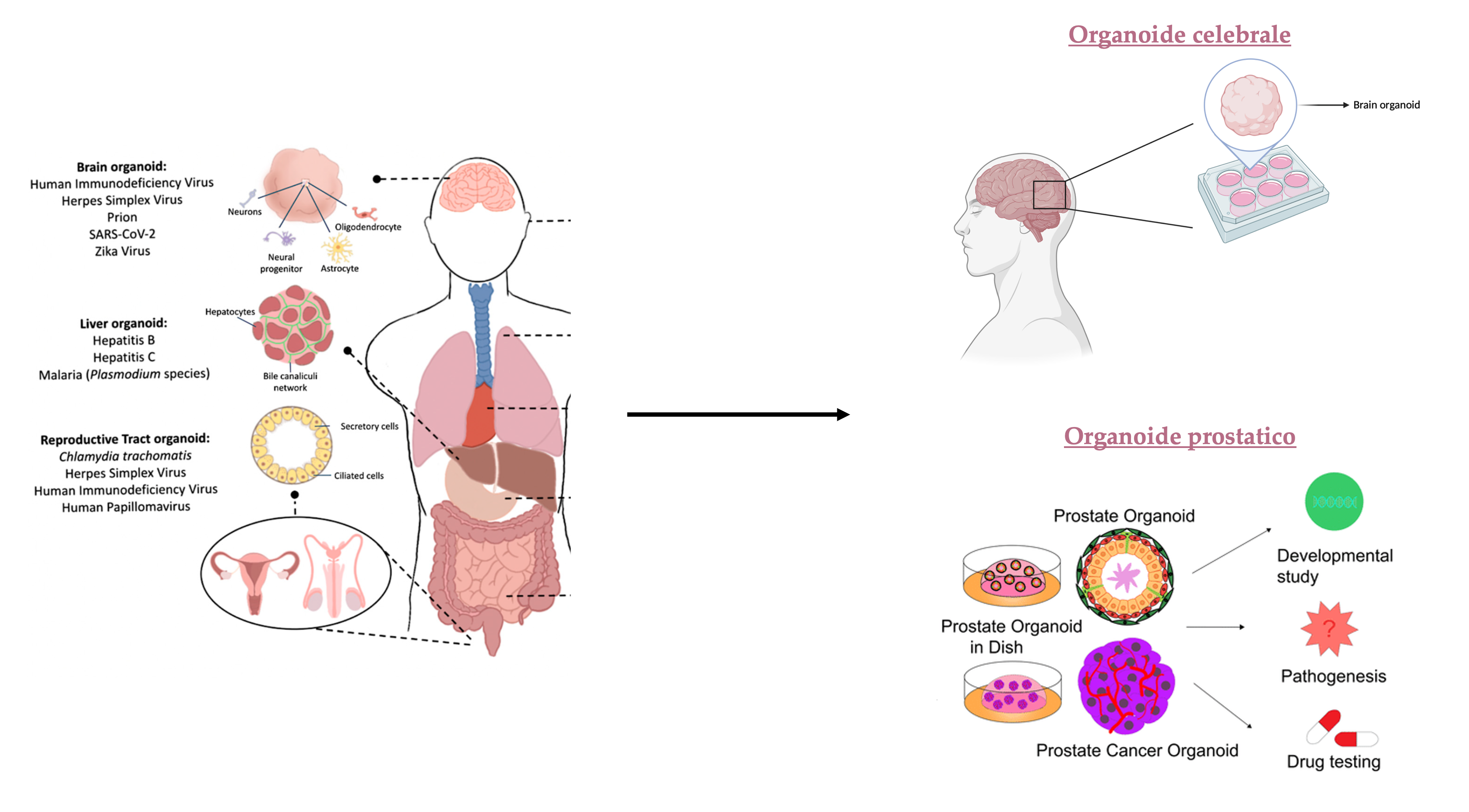 organoidi